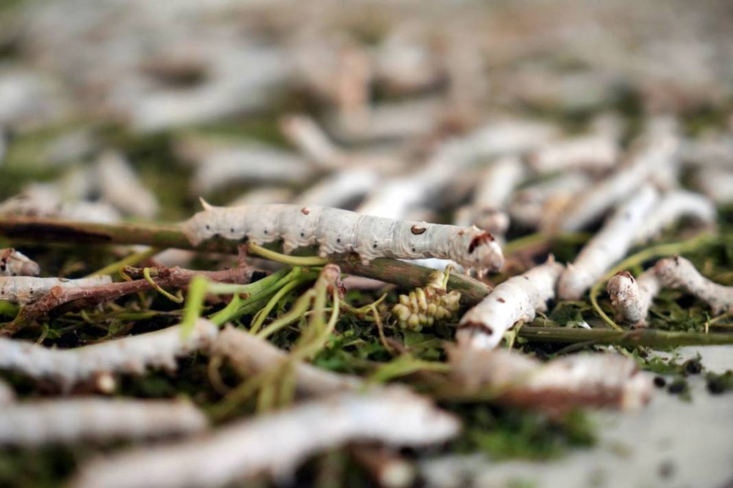 Yeni bir gelir kapısı: 50 günde binlerce lira kazanma fırsatı! Devletten alım garantisi var 5